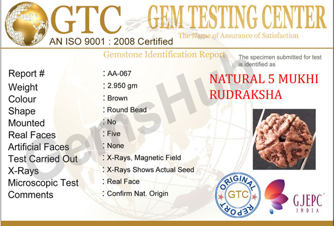 5 Mukhi Certified Nepali Rudraksha